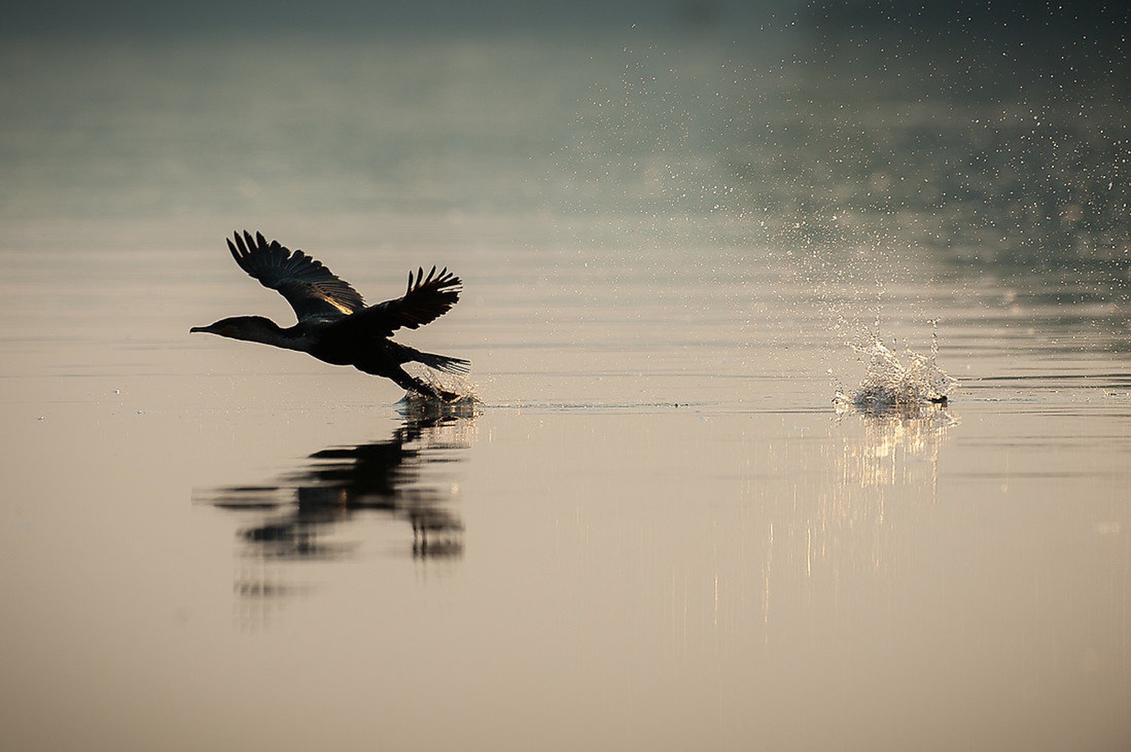 Ples na vodi by Gorazd Golob