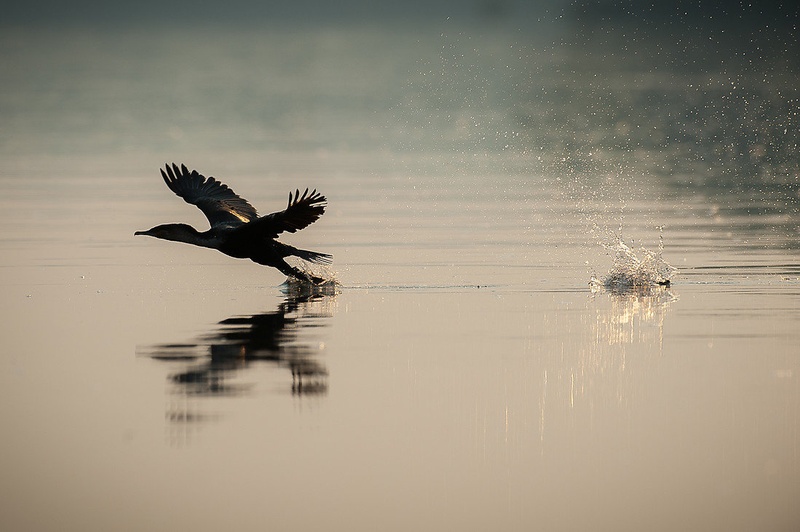 Ples na vodi by Gorazd Golob