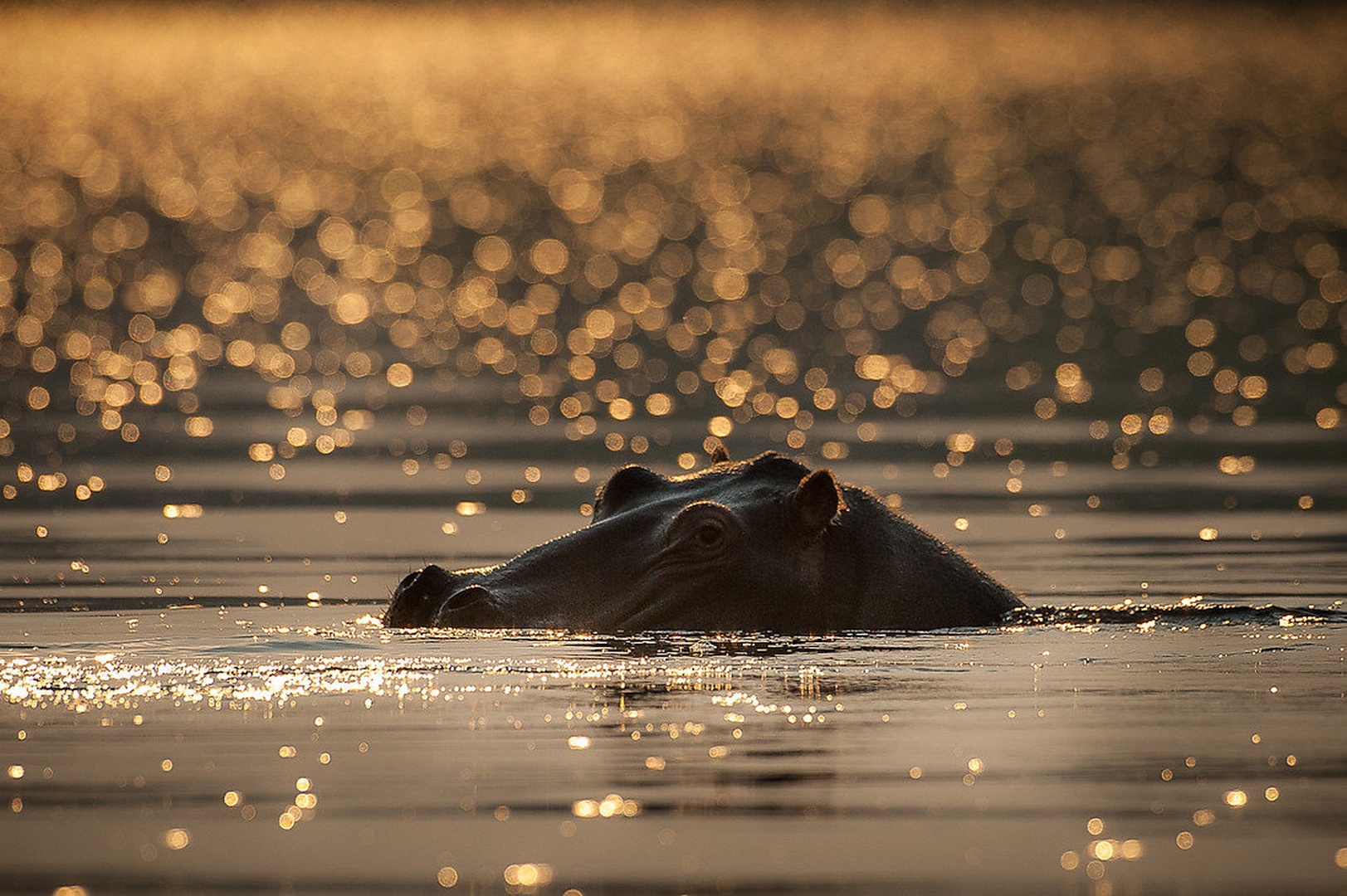 Zlate sanje by Gorazd Golob