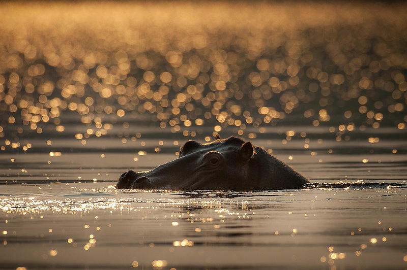 Zlate sanje by Gorazd Golob