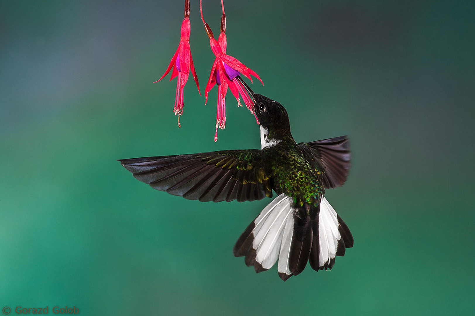 Kolibri by Gorazd Golob