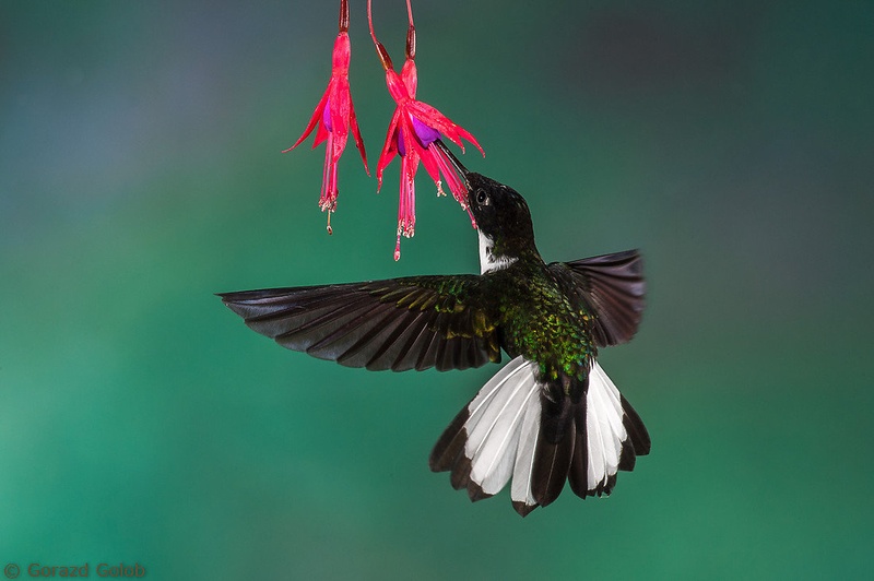Kolibri by Gorazd Golob