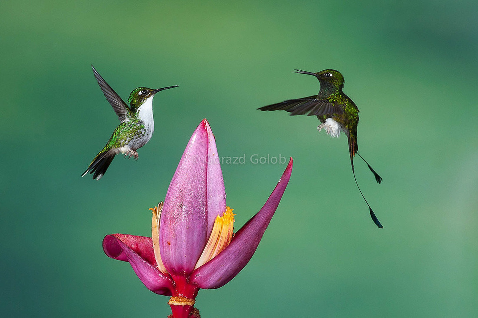 Boj by Gorazd Golob