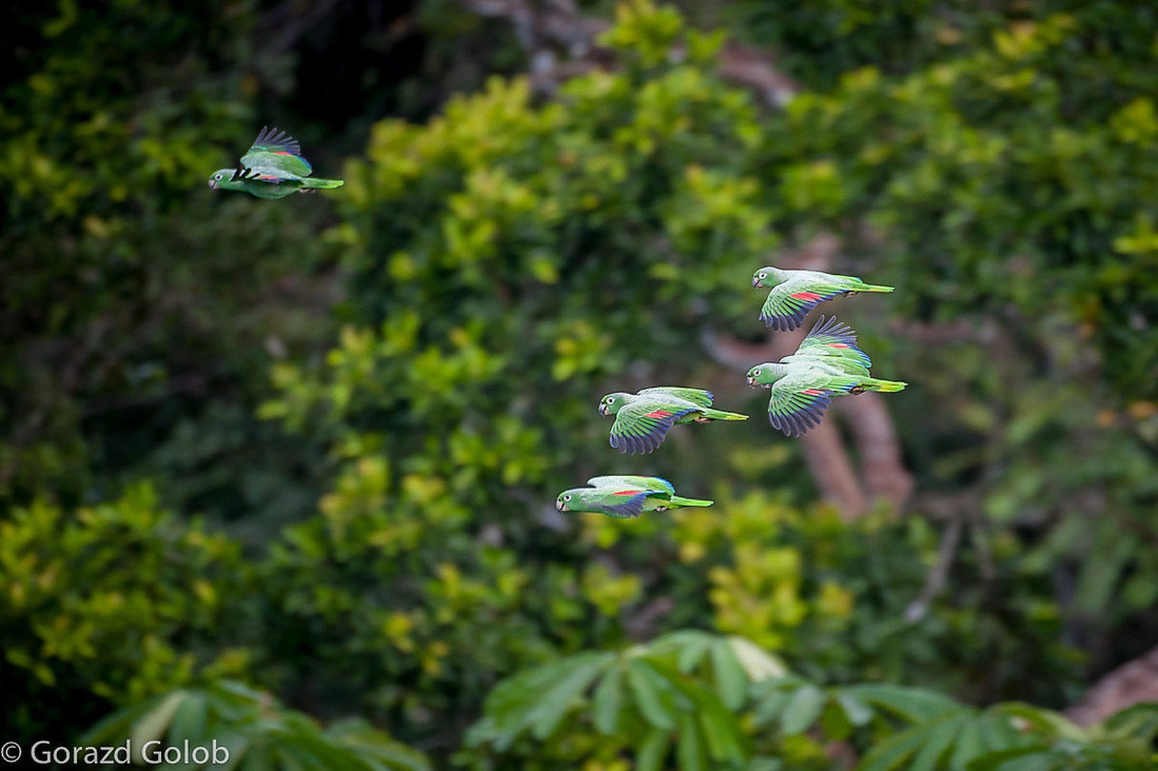 Amazonija by Gorazd Golob