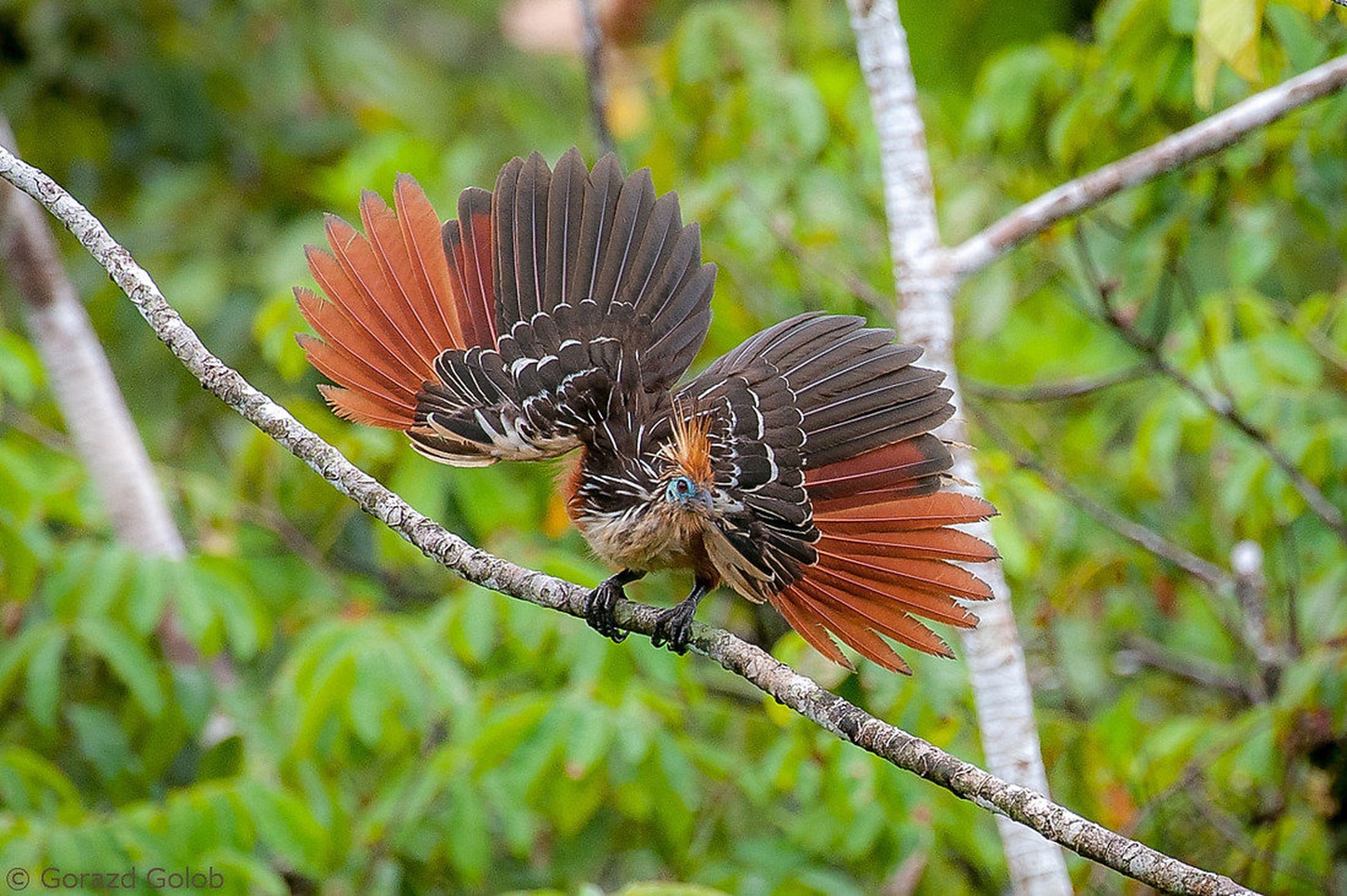 Hoatzin by Gorazd Golob