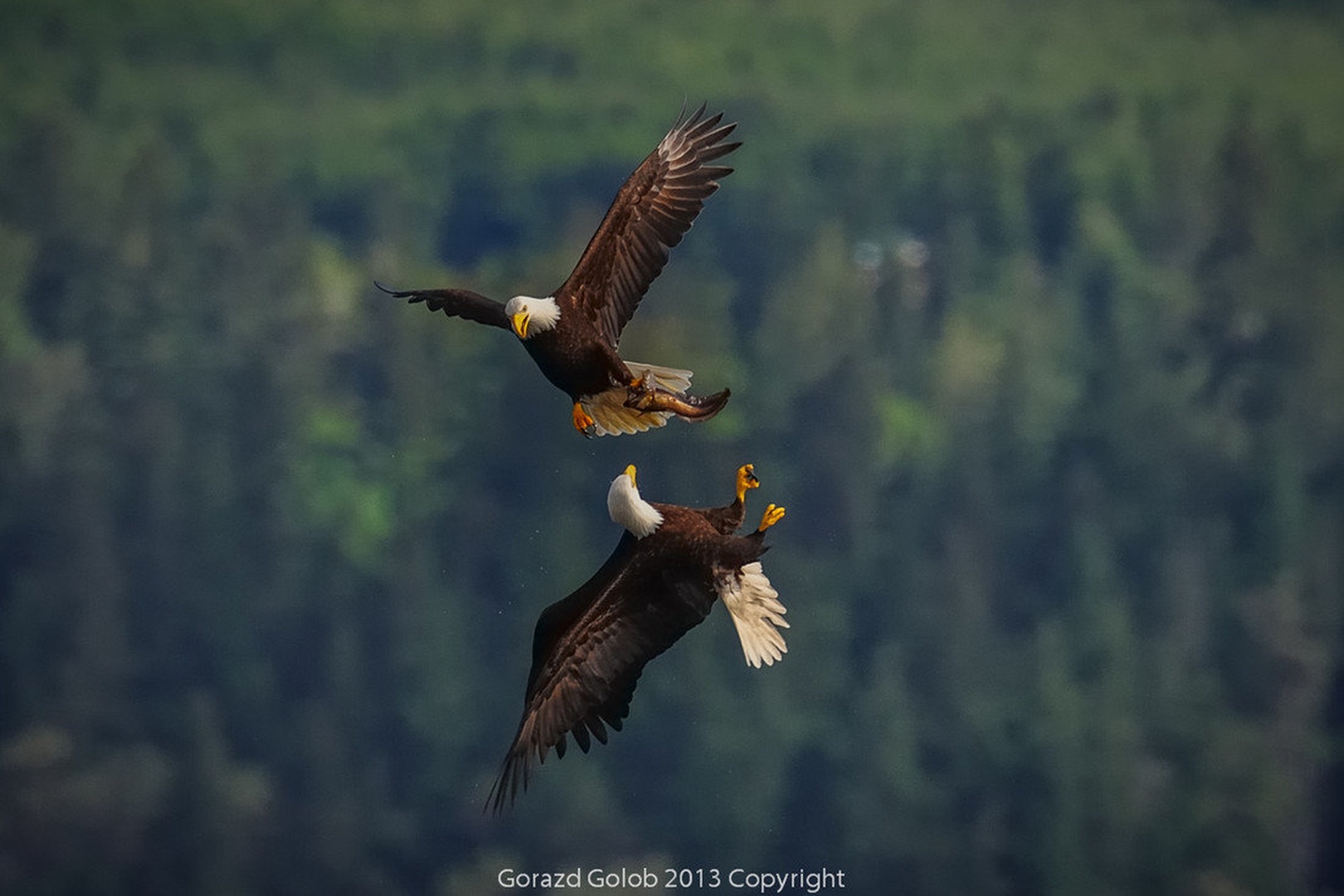 Boj by Gorazd Golob