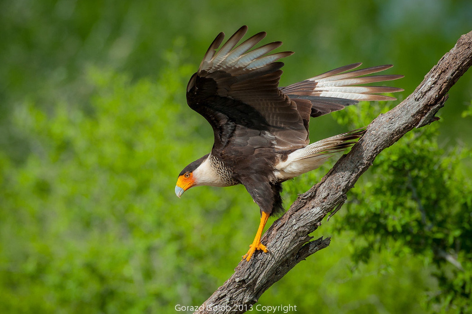 Caracara by Gorazd Golob