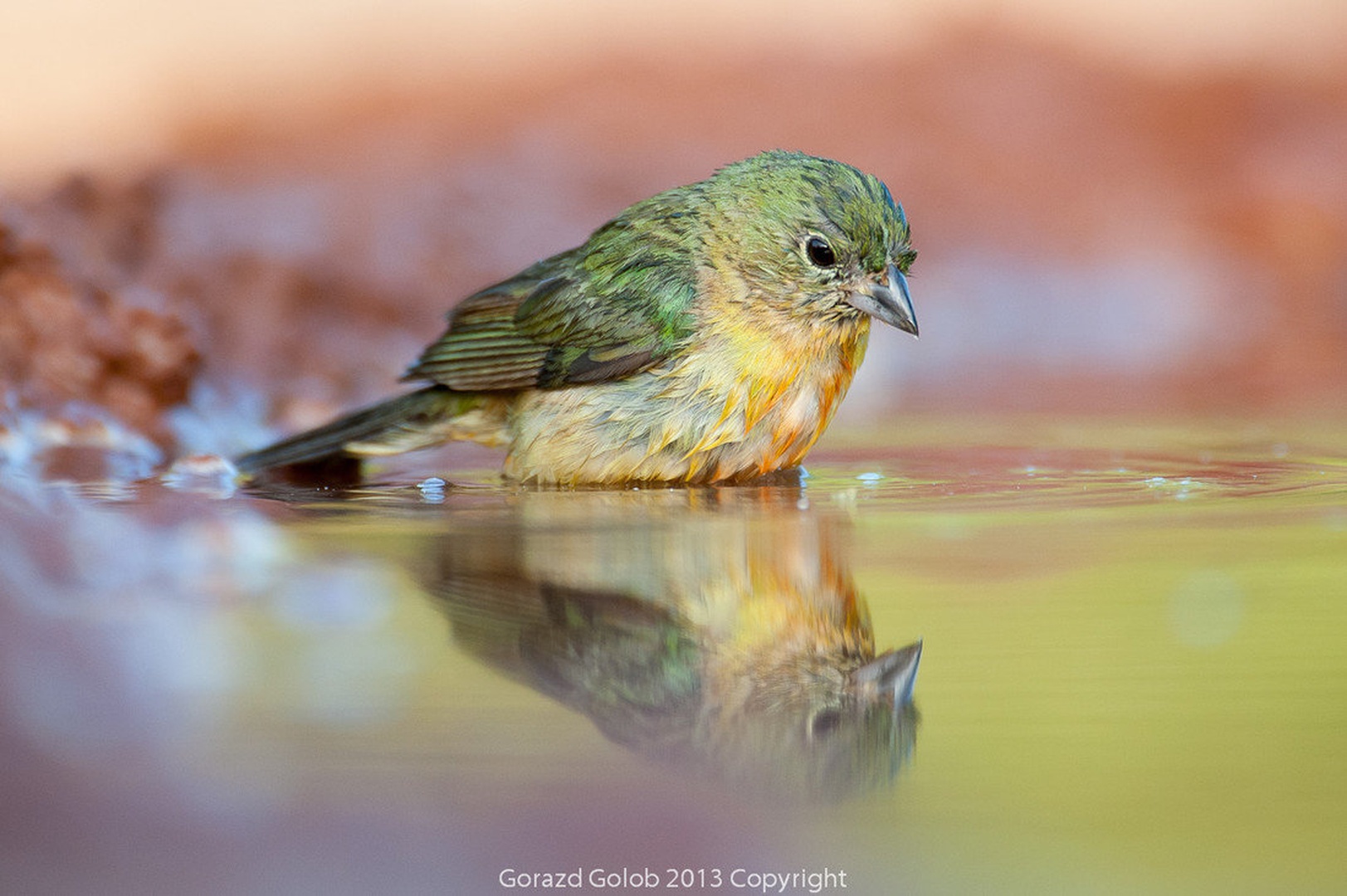 Zrcalce, zrcalce... by Gorazd Golob