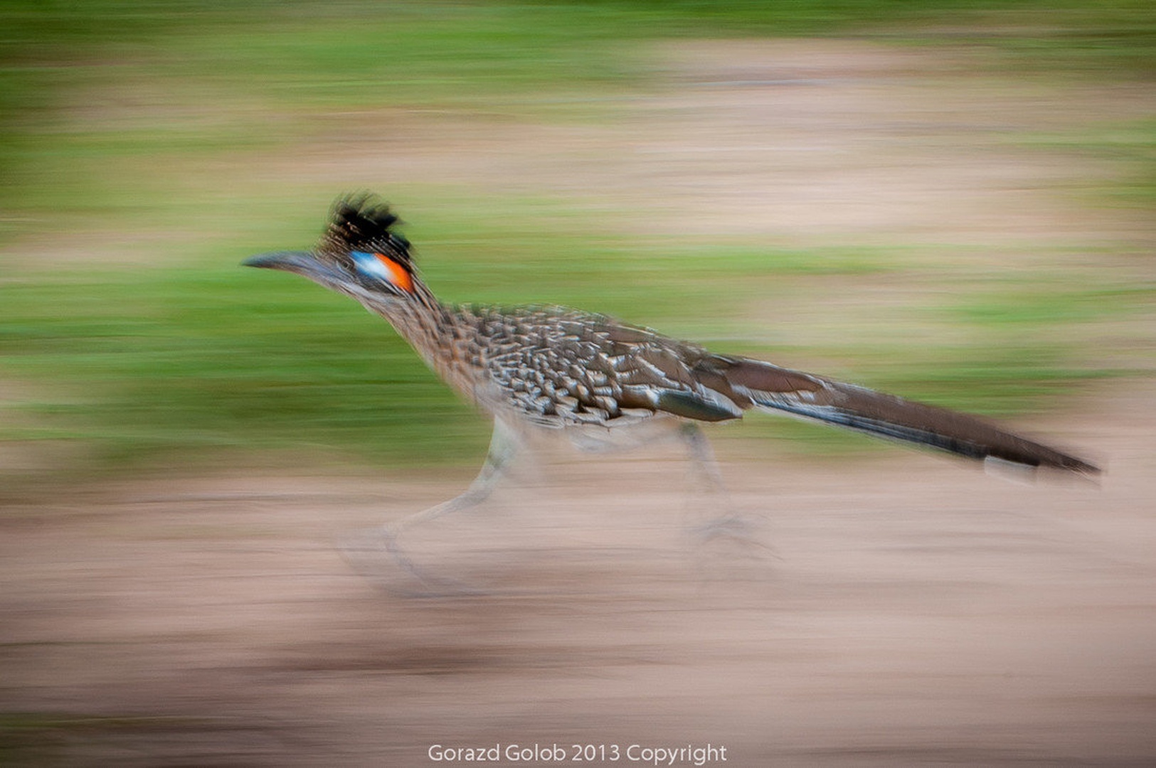 Cestni dirkač (Road runner) - mek, mek by Gorazd Golob