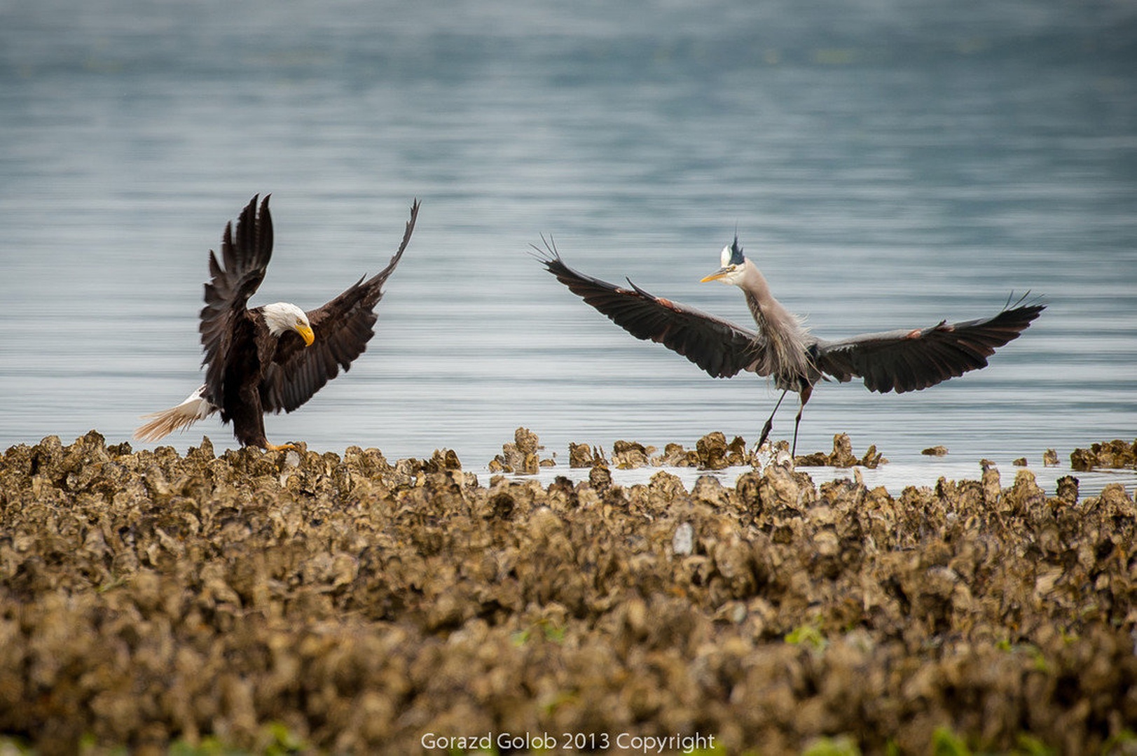 Moj priklon by Gorazd Golob