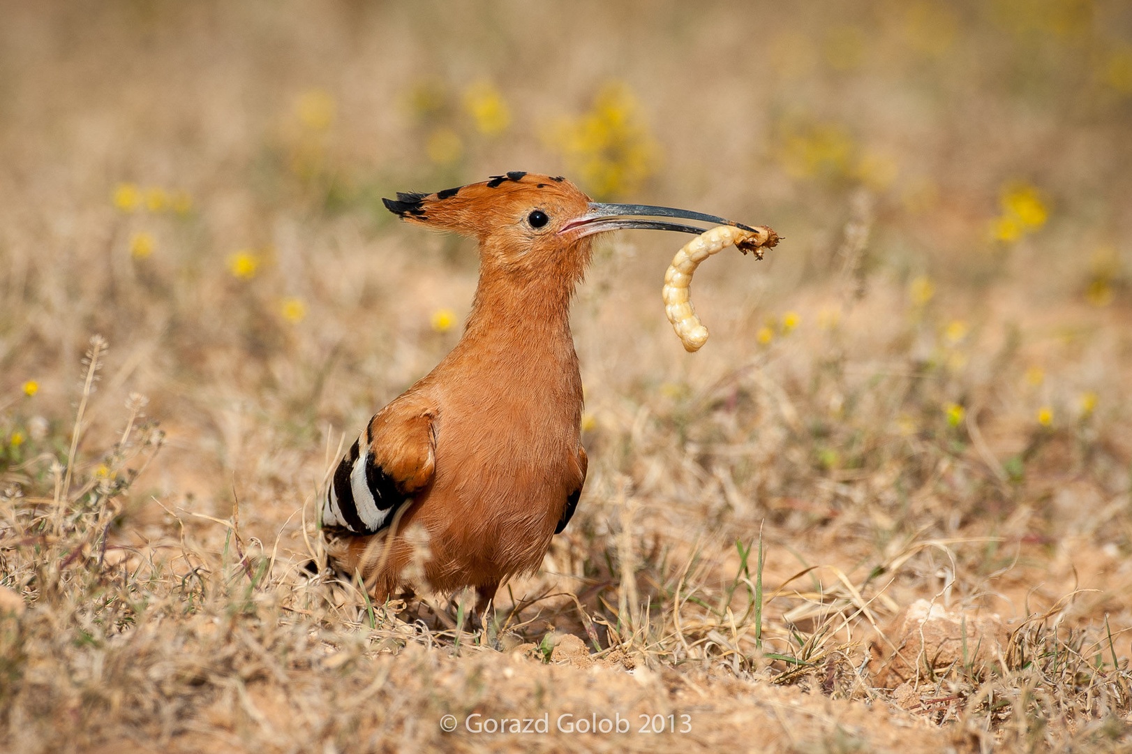 Smrdokavra by Gorazd Golob