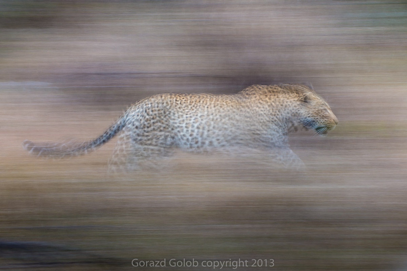 Leopard by Gorazd Golob
