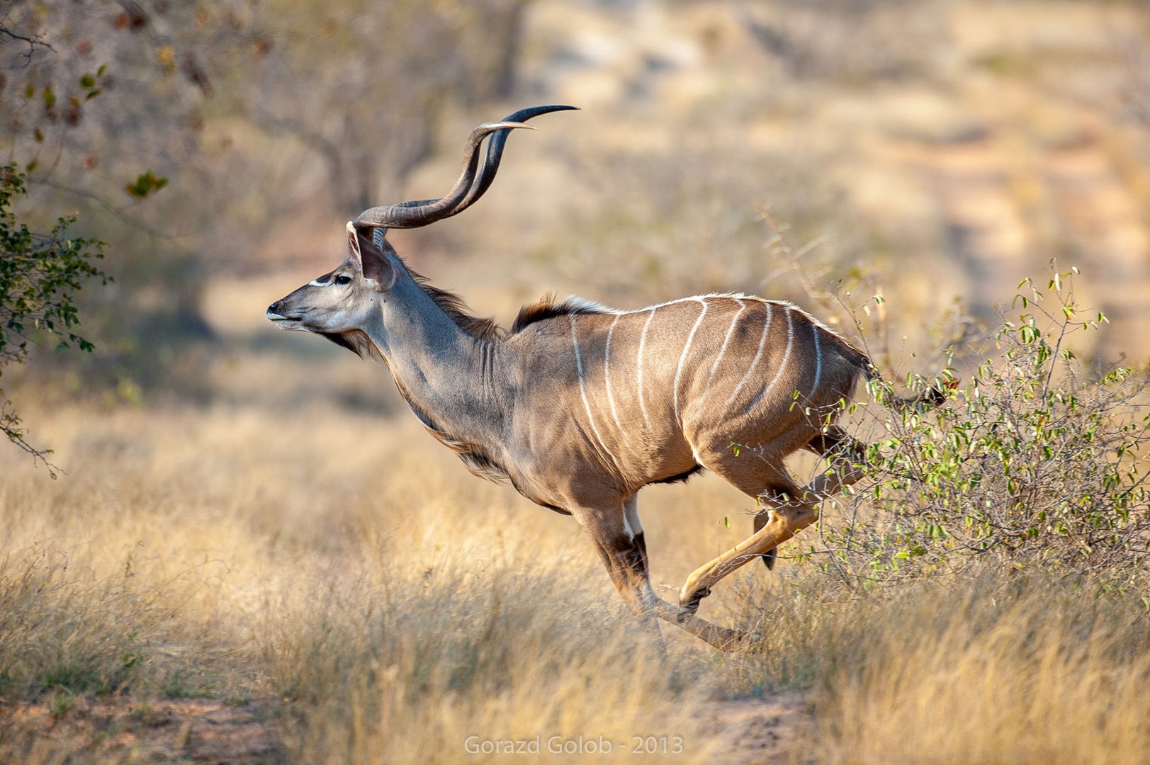 Kudu by Gorazd Golob