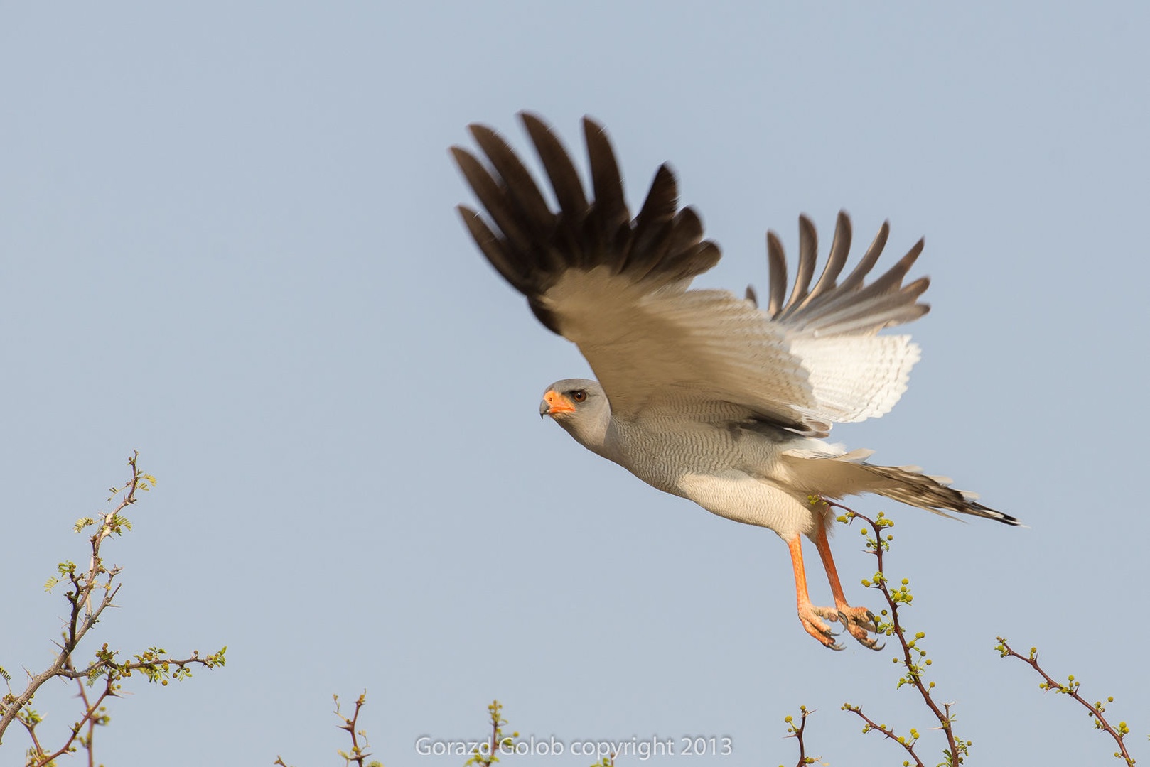 Fly by Gorazd Golob