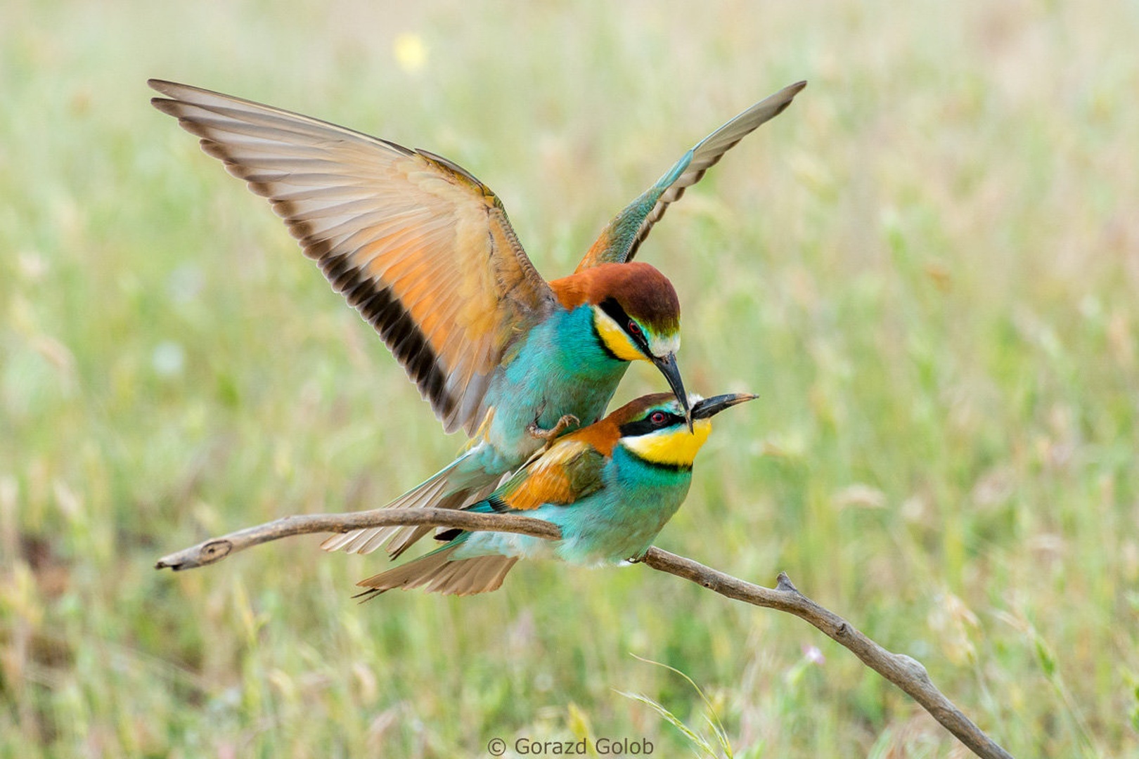 Hi ja ho... by Gorazd Golob