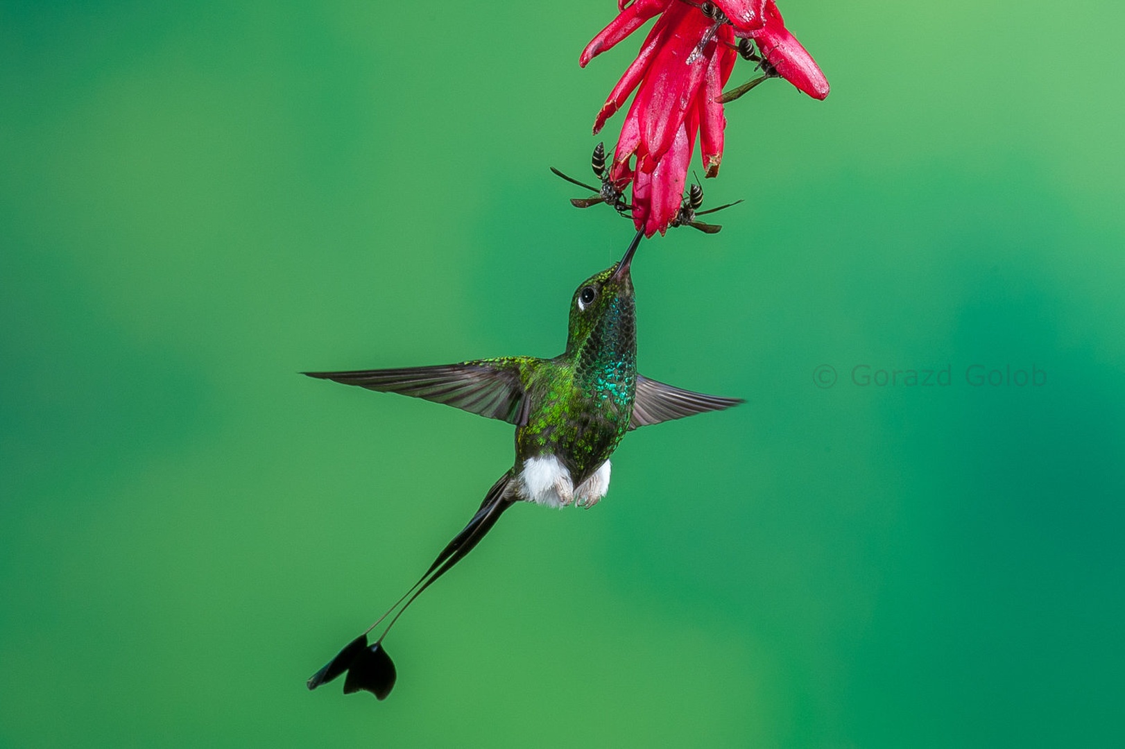 Kolibri by Gorazd Golob