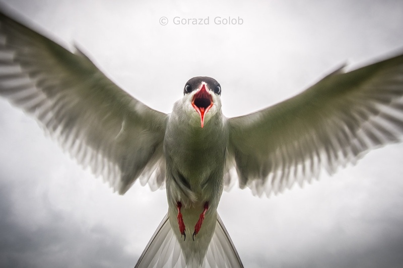 Prihajam... by Gorazd Golob