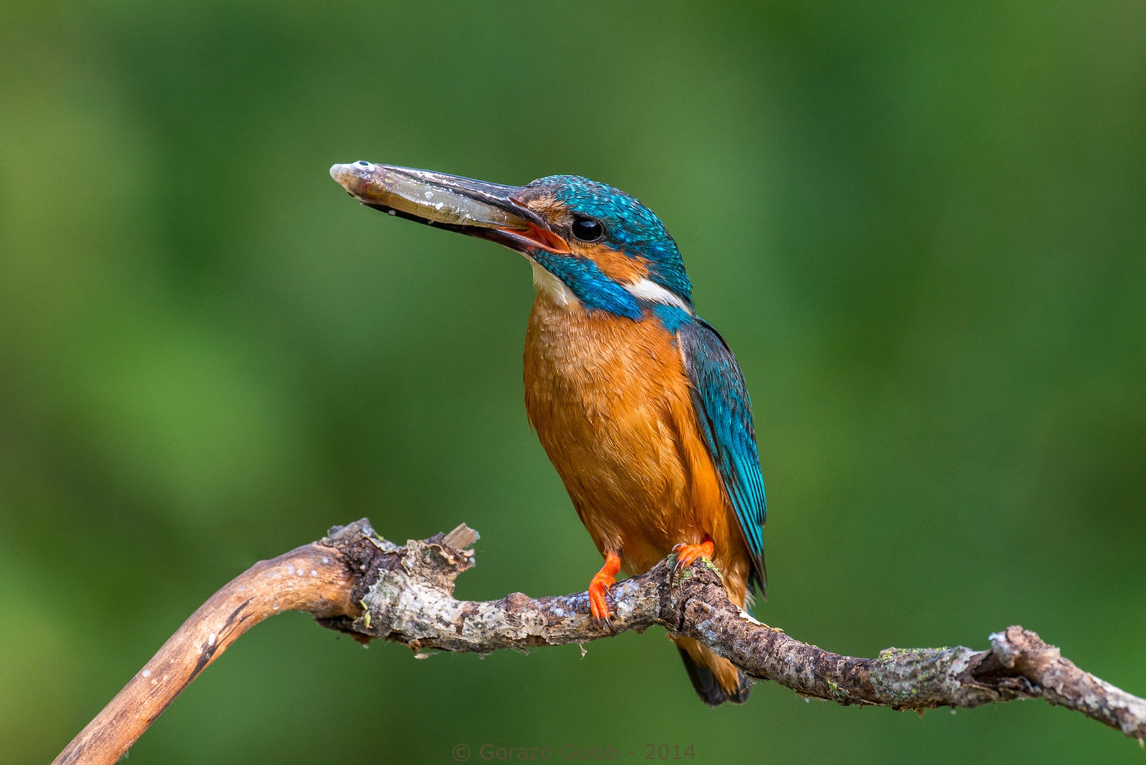 XXL by Gorazd Golob
