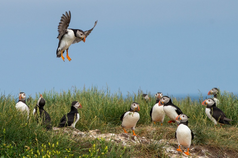 Puffin land by Gorazd Golob