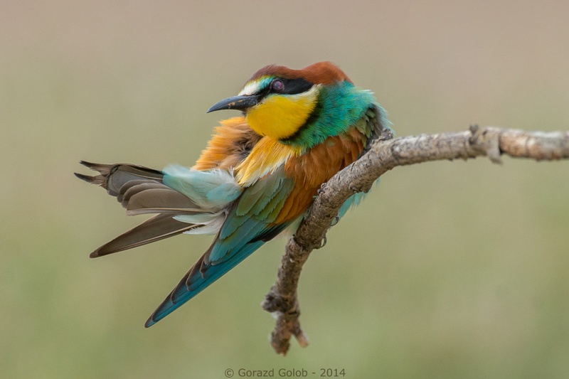 Pozer by Gorazd Golob