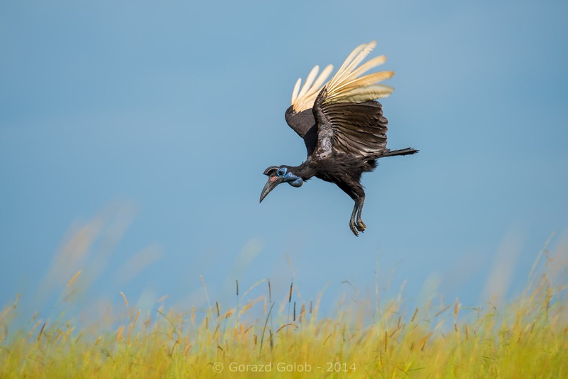 Lepotec v akciji by Gorazd Golob