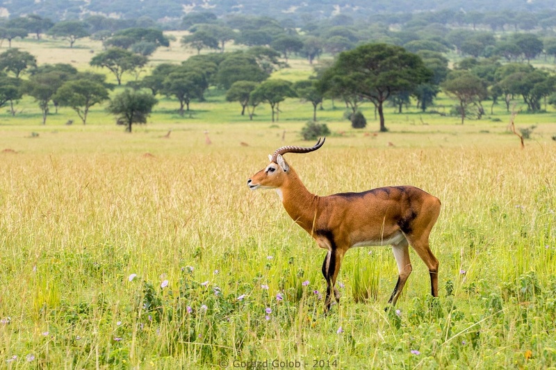 Ugandski Kod by Gorazd Golob