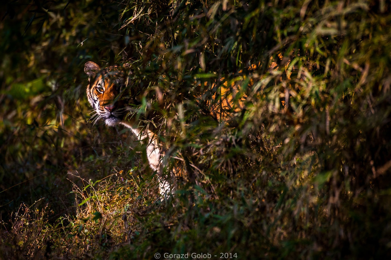 Duh by Gorazd Golob