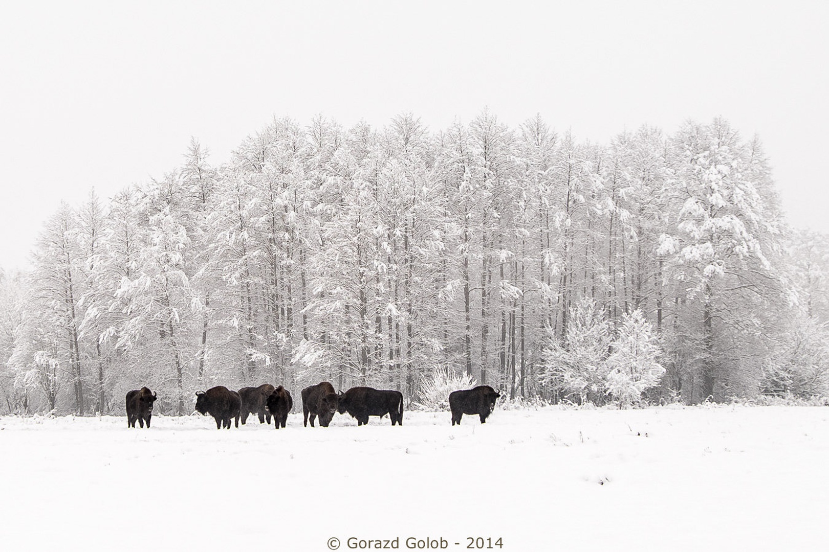 Zima by Gorazd Golob
