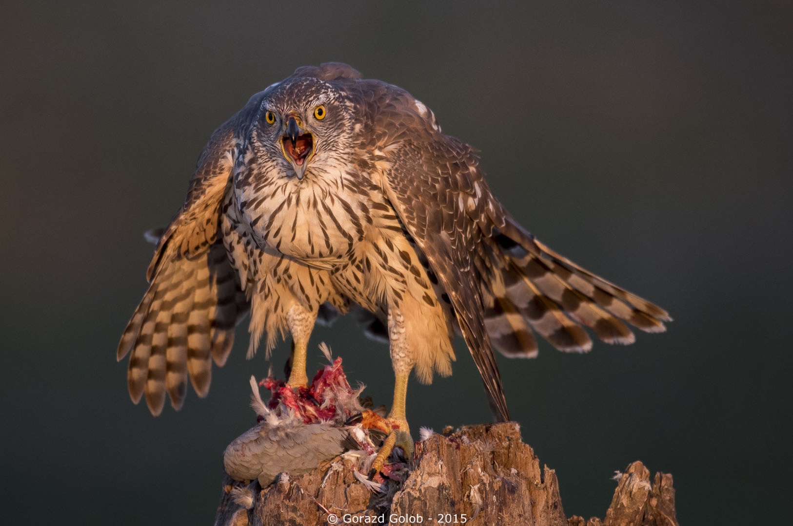 Spet en dan... by Gorazd Golob