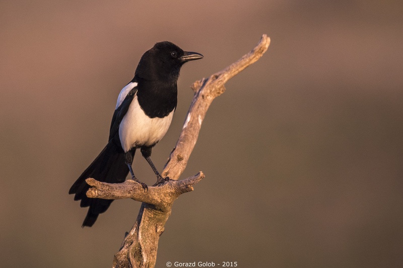 Jutranja by Gorazd Golob