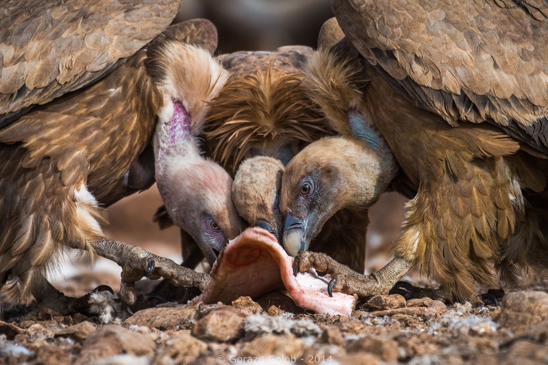 Do kosti... by Gorazd Golob