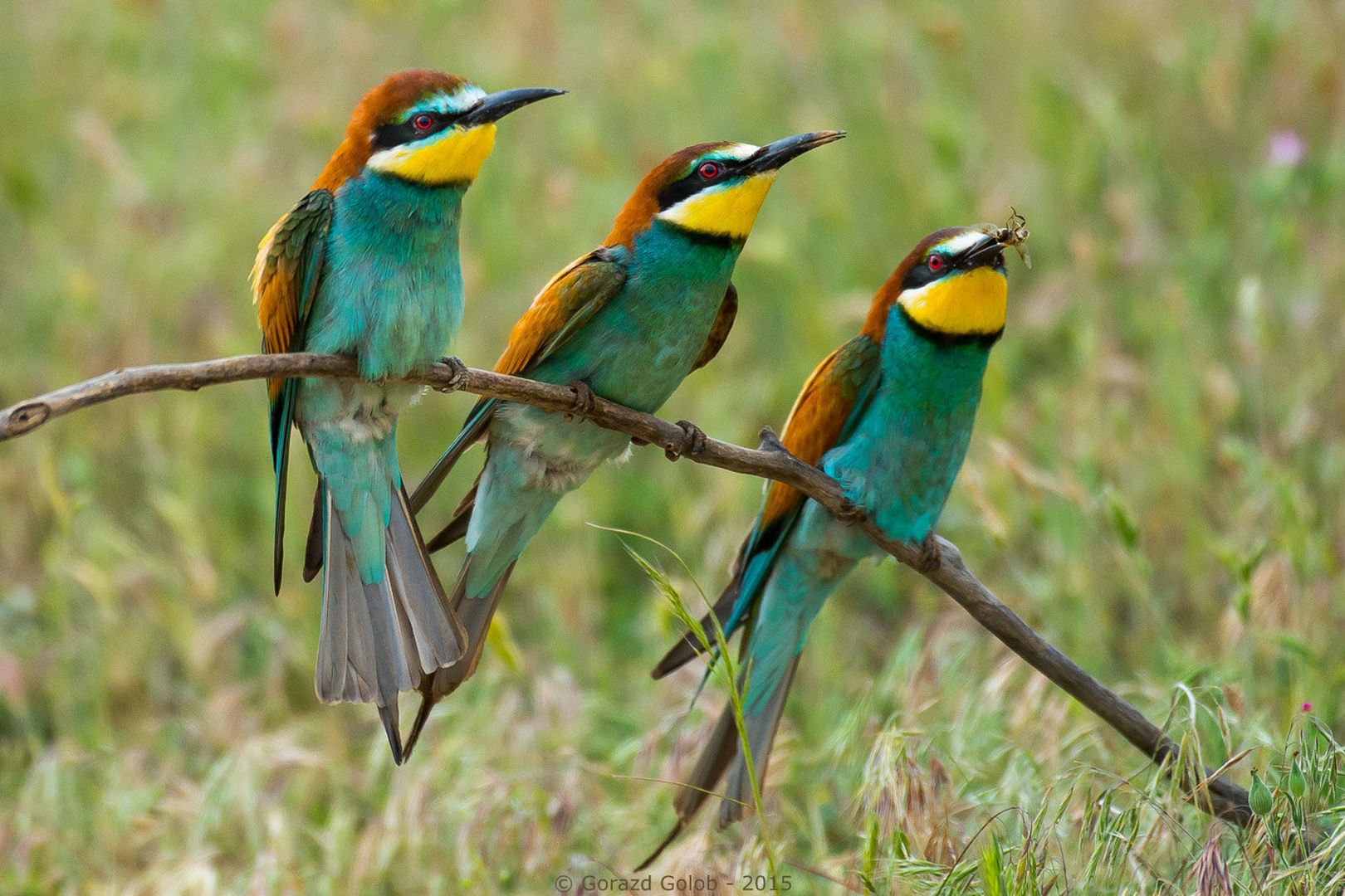 Trio by Gorazd Golob