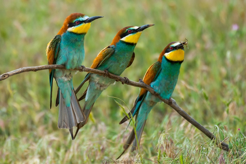 Trio by Gorazd Golob