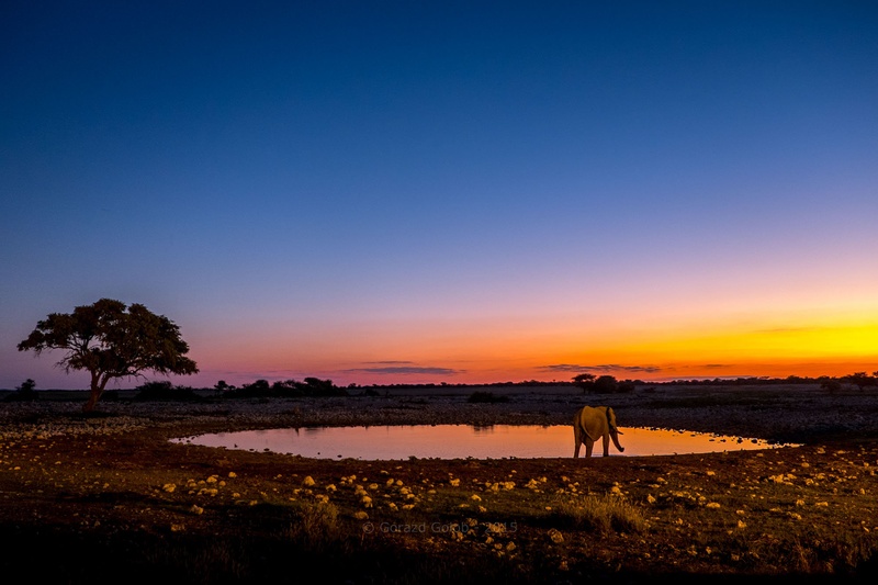 Etosha by Gorazd Golob