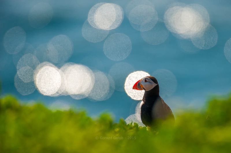 Puffin by Gorazd Golob