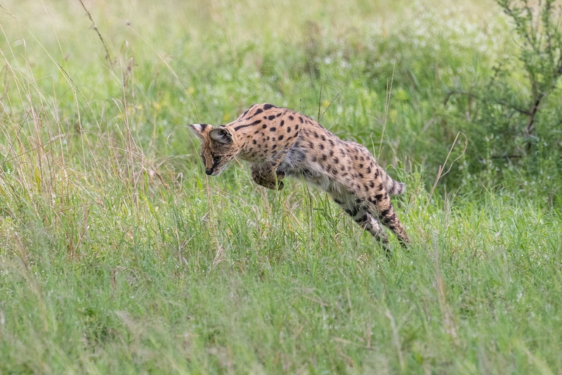 Serval v akciji by Gorazd Golob
