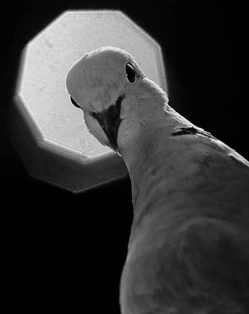sijaj by Gorazd Golob
