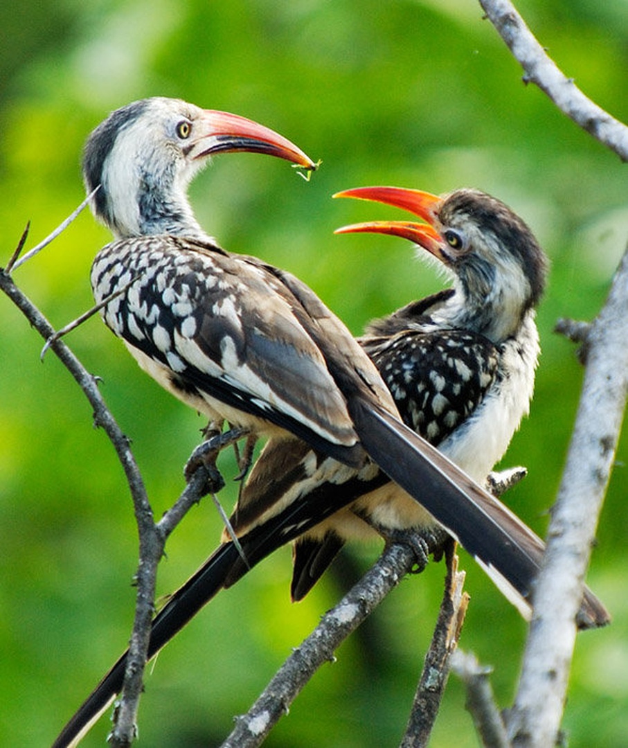 Hornbill by Gorazd Golob