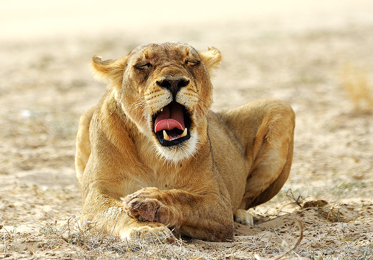 Njami by Gorazd Golob