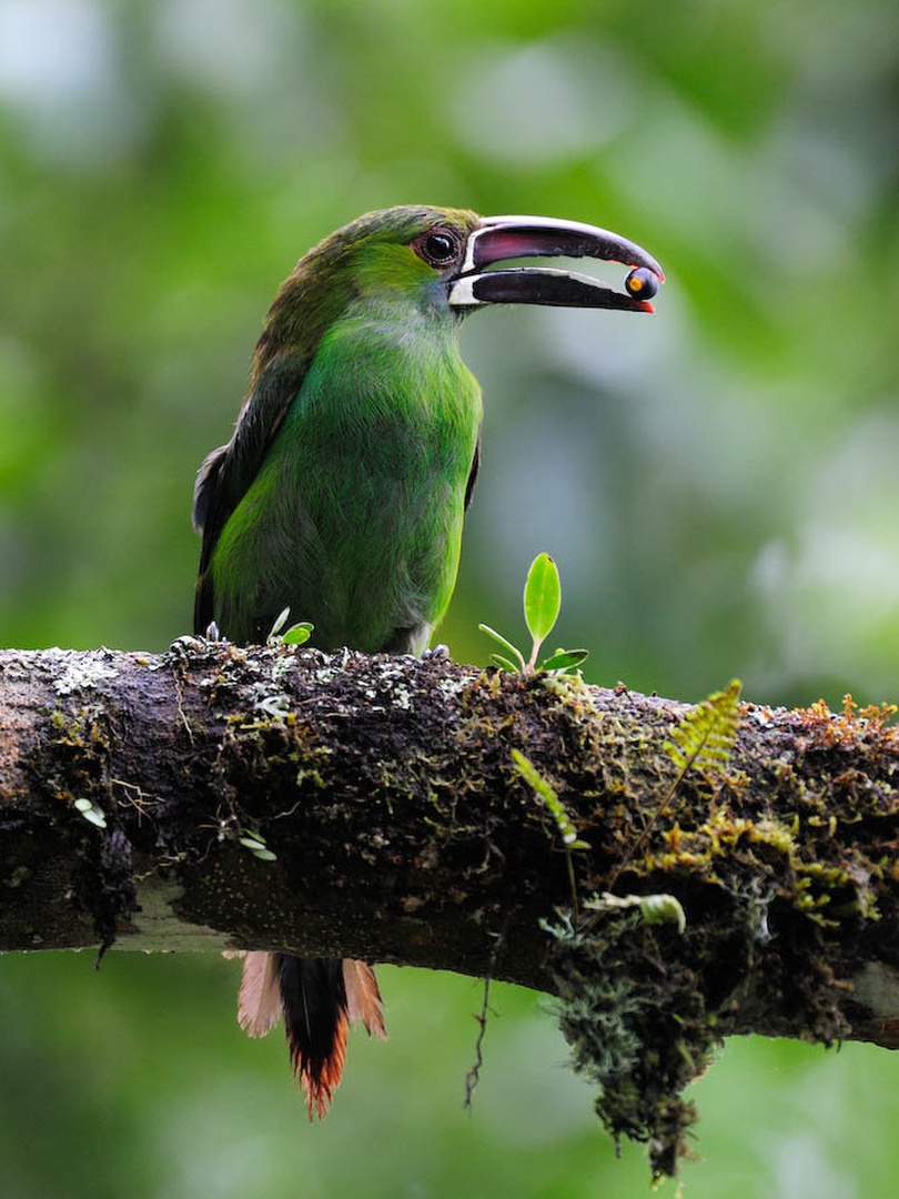 Tukanet by Gorazd Golob