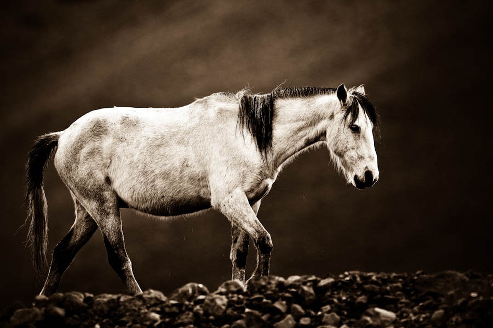Highlander by Gorazd Golob