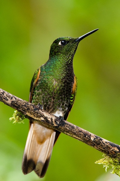 Bird on a stick by Gorazd Golob