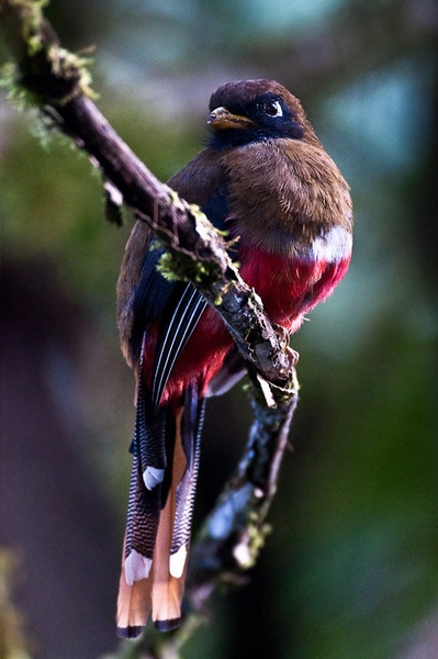 Aristokrat by Gorazd Golob