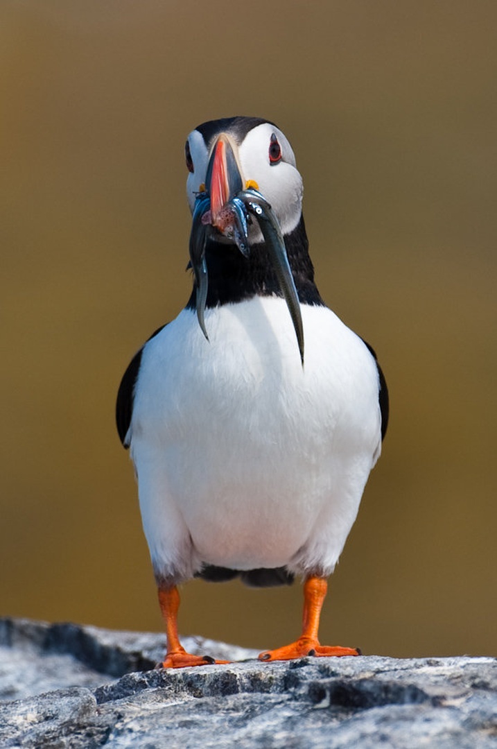Puffin by Gorazd Golob