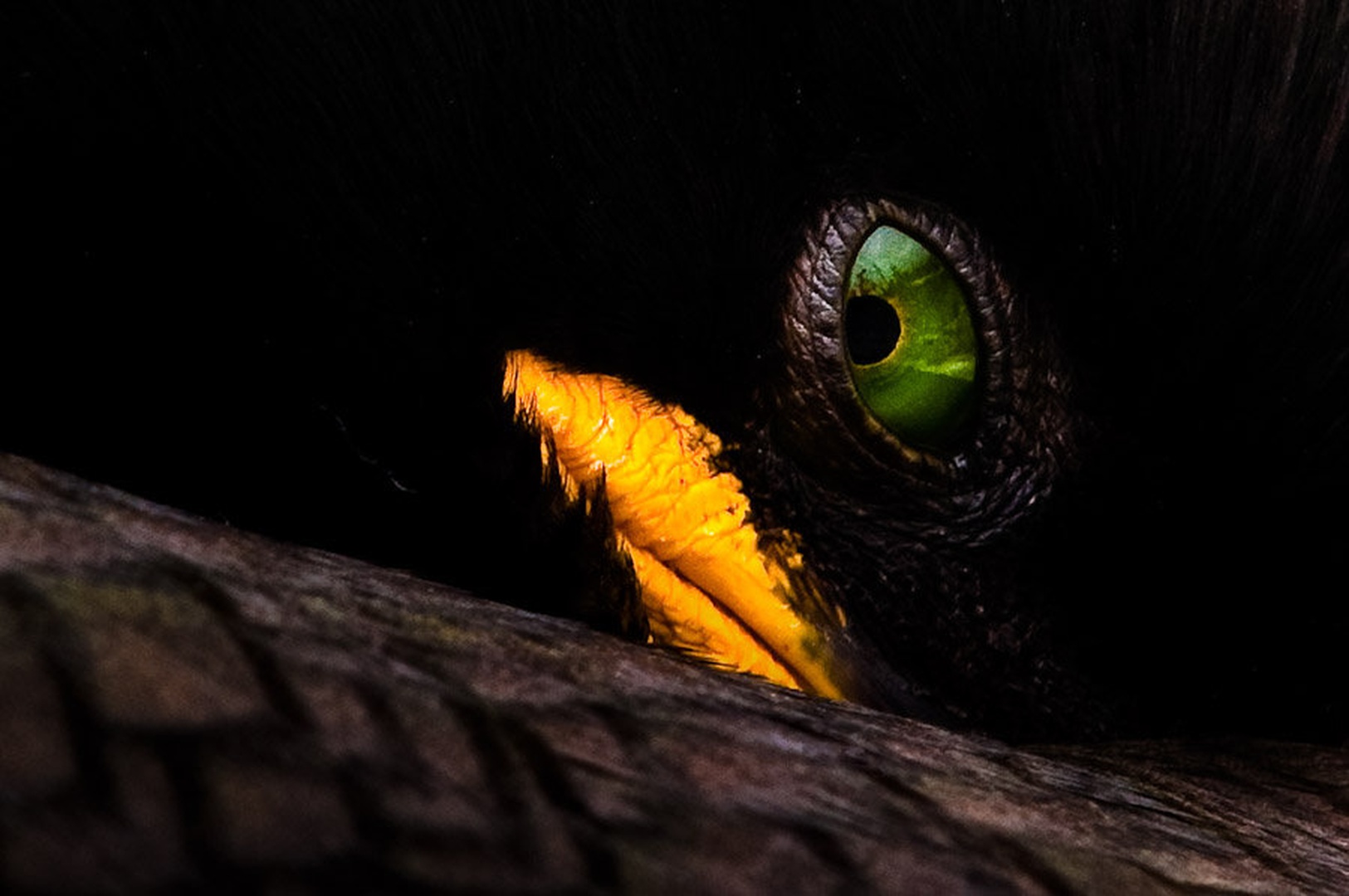 Oko by Gorazd Golob