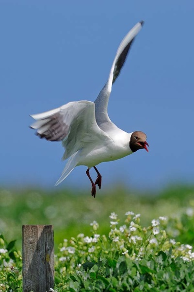 Grem by Gorazd Golob