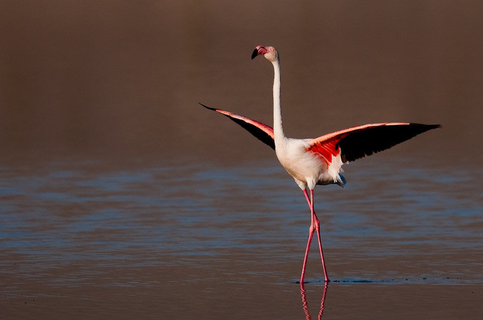 Eleganca by Gorazd Golob