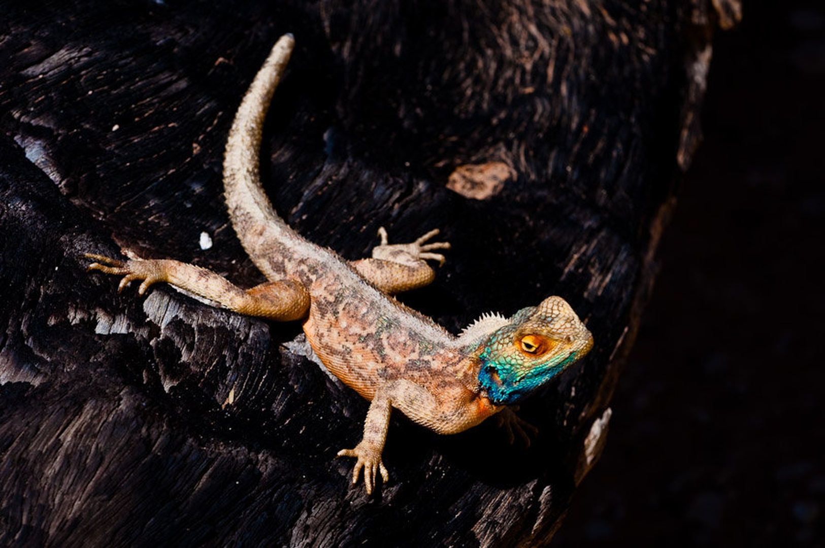 Agama by Gorazd Golob