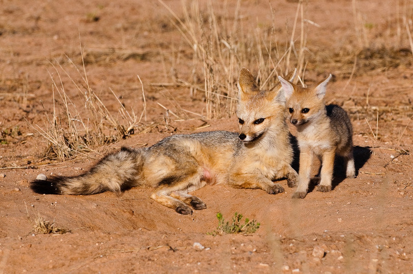 Cape fox by Gorazd Golob
