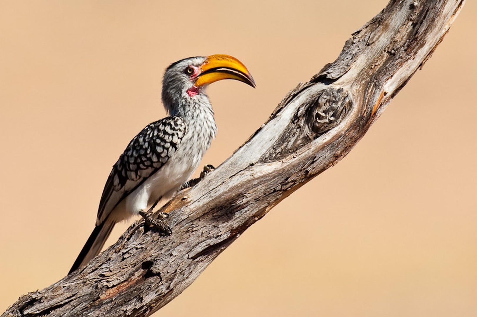 Yellow hornbill by Gorazd Golob